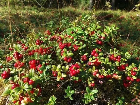 Gerendaház Saia Forest House