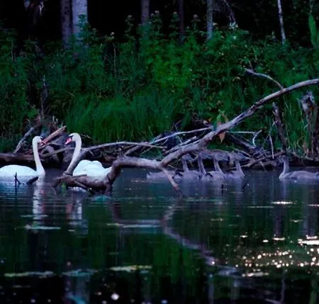 Lodge Saia Forest House *