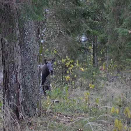 Saia Forest House Vose