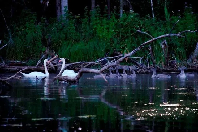 بيت خشبي Saia Forest House *