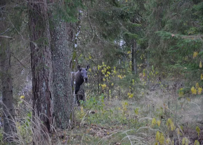 Saia Forest House Vose